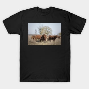 Bovine Animals T-Shirt